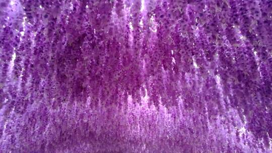美丽的紫藤花架3