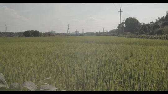 乡村水稻