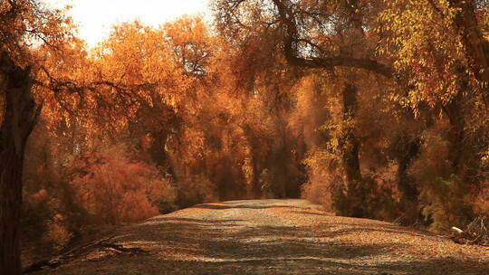 铺满落叶的林间小道胡杨林