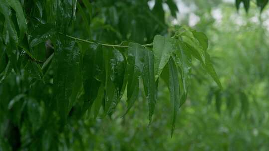 雨水雨滴击打叶子绿叶