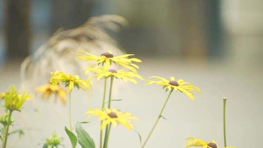 小黄花特写