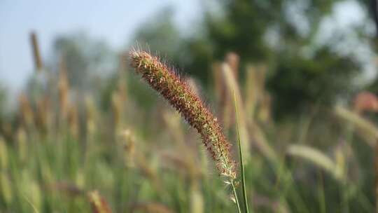 狗尾草的花蕾