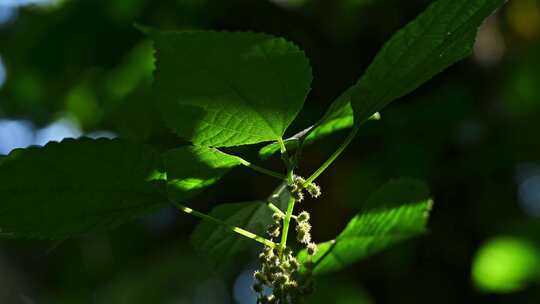 森林里绿色植物枝头光影特写