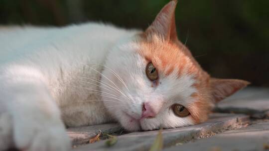 橘猫躺在窗台上休息