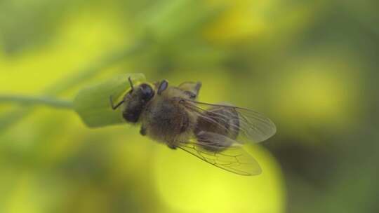 春天蜜蜂在油菜花上采蜜微距镜头