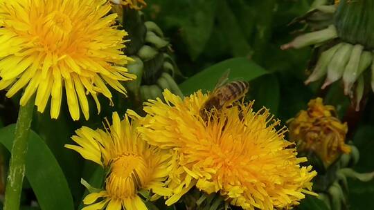 蜜蜂在黄色的蒲公英花朵上采蜜视频素材模板下载