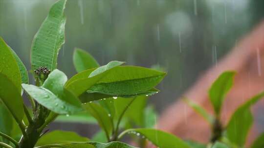 雨中的茶树 树叶下雨 雨水落在茶叶上