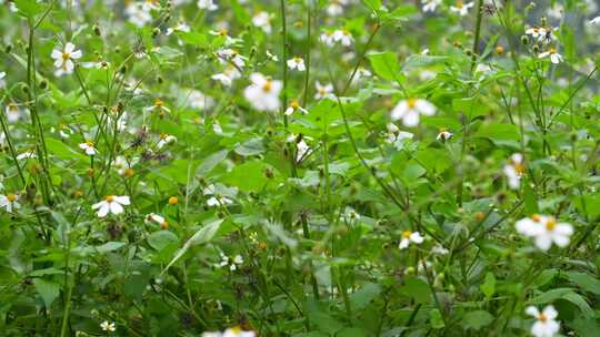 漂亮野花野草