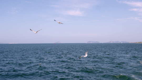 海鸥在海上飞行