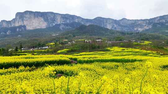 湖北恩施美丽春天农村三农油菜花花海