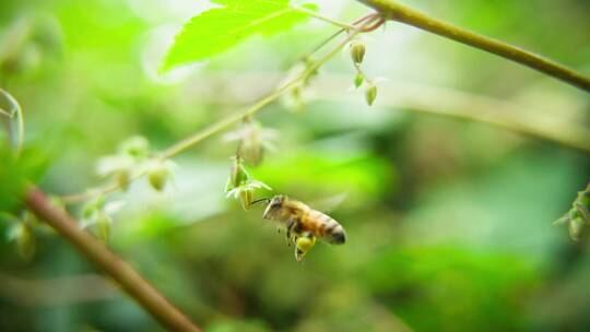 蜜蜂野花上采蜜微距特写飞舞慢镜头视频素材模板下载
