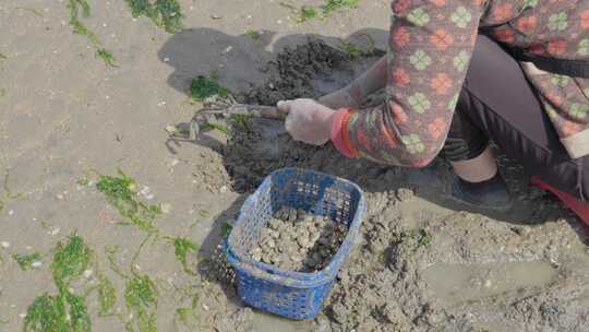 海边挖花蛤
