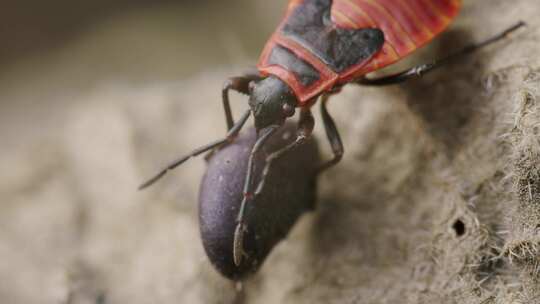 Firebug， Pyrrhocoris