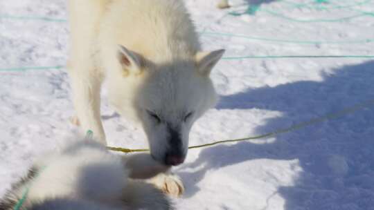 雪橇犬、哈士奇、马具、绳索