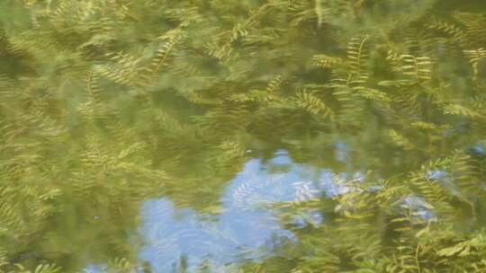 鱼苗小鱼野生鱼类麦穗鱼池塘水沟