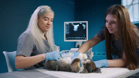 两名女兽医在兽医桌上检查兔子，女孩做超声