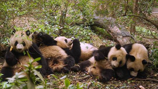 一群熊猫正在躺着吃竹子视频素材模板下载