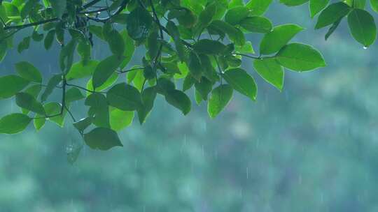 森林树叶下雨