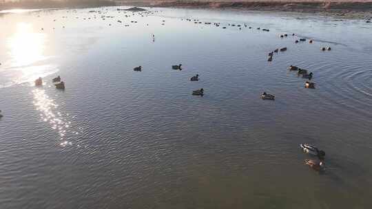 航拍鸟类栖息地 航拍鸟 湿地 航拍湿地