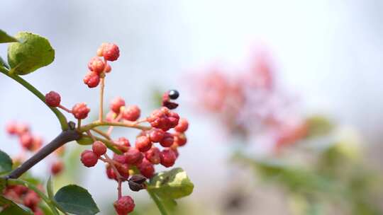 花椒采摘 花椒收获 花椒丰收 花椒大特写