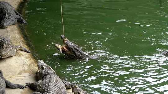 泰国动物园绿色沼泽河附近躺在地上的鳄鱼的