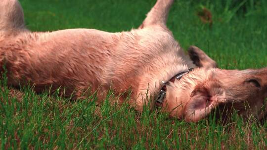狗狗在草地上打滚 慢镜头