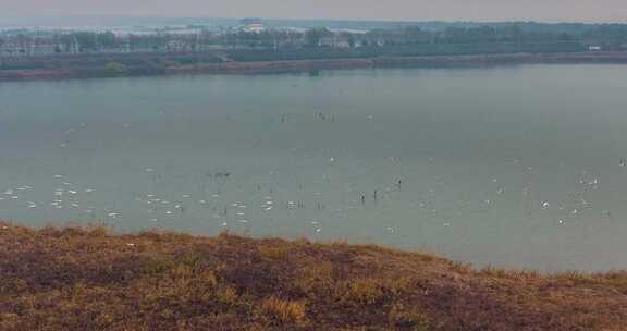 钱塘江江海湿地栖息的候鸟白鹭鹭鸟