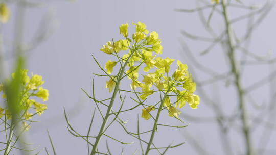 油菜花菜花