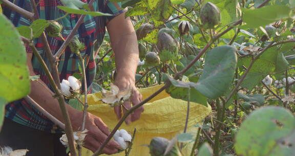 农民采摘棉花
