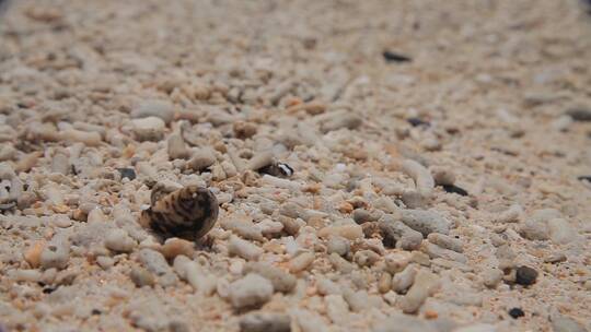 沙滩上的小螃蟹特写视频素材模板下载