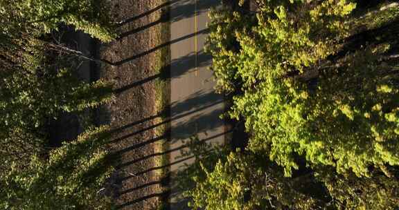 两边是白桦树的乡村道路航拍