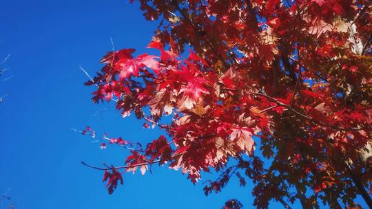 实拍 秋天 蓝天 红色 枫叶 植物