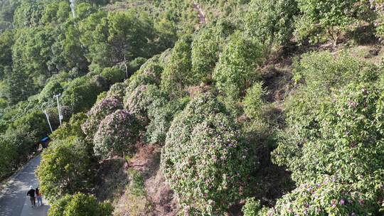 农业种植茶树茶籽园航拍