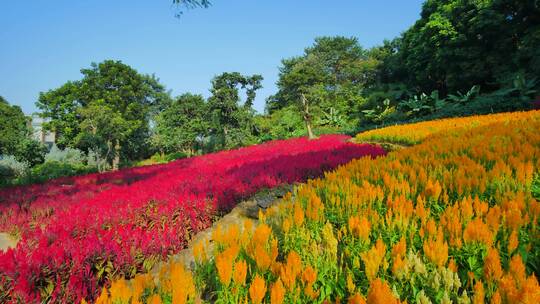 南宁青秀山穗冠花的花海花田