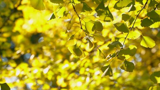 城市秋天金黄的银杏树叶