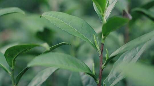 黄山毛峰核心产区明前茶