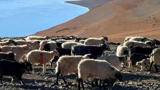 西藏那曲当惹雍措湖畔牧场的羊群