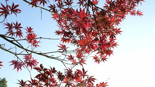 秋天的红色枫叶在阳光下的景观