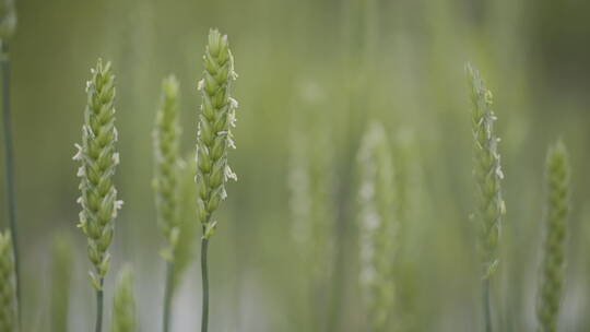 金色麦田丰收的季节