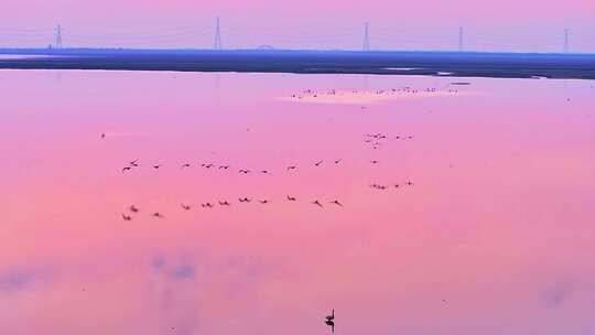 江西鄱阳湖湿地候鸟白鹤大雁