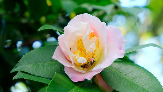 蜜蜂飞舞采蜜山茶花