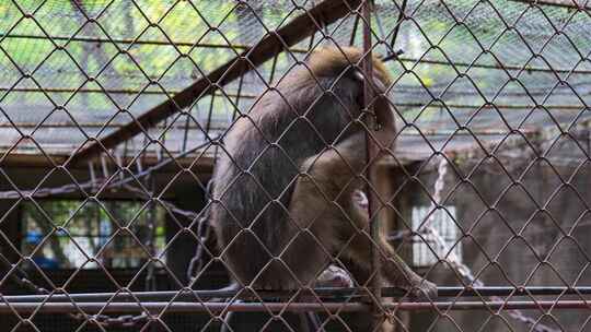 动物园笼子里的猴子视频素材模板下载