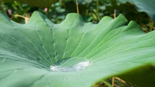 荷叶上的水珠