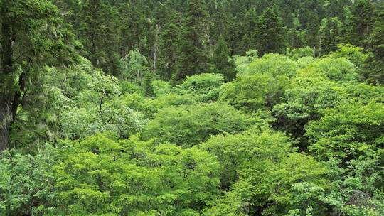 航拍森林杉木毕棚沟川西