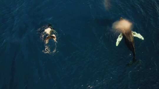 4K-海面上游泳的鲸鱼01视频素材模板下载