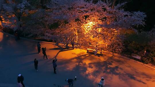 青岛春天青岛中山公园樱花