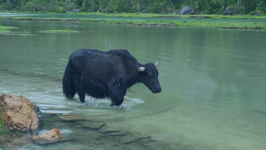 下雨天林芝新措河边的牦牛