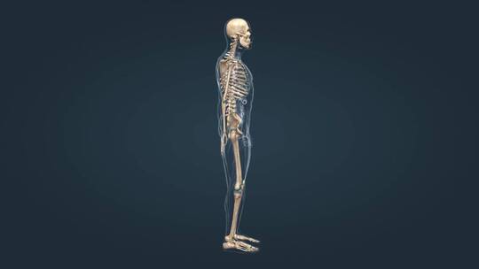 人体骨架骨骼骨连接组成