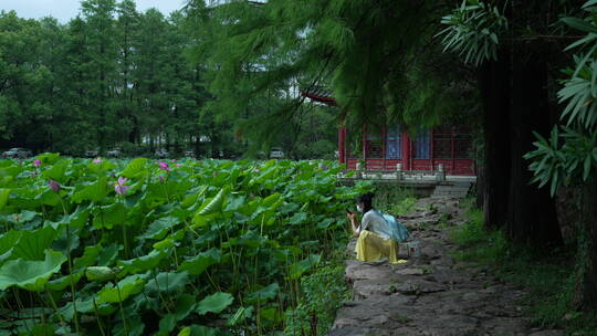 武汉东湖磨山景区盆景园荷花