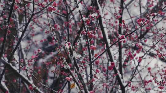 冰雪红梅雪中梅花14